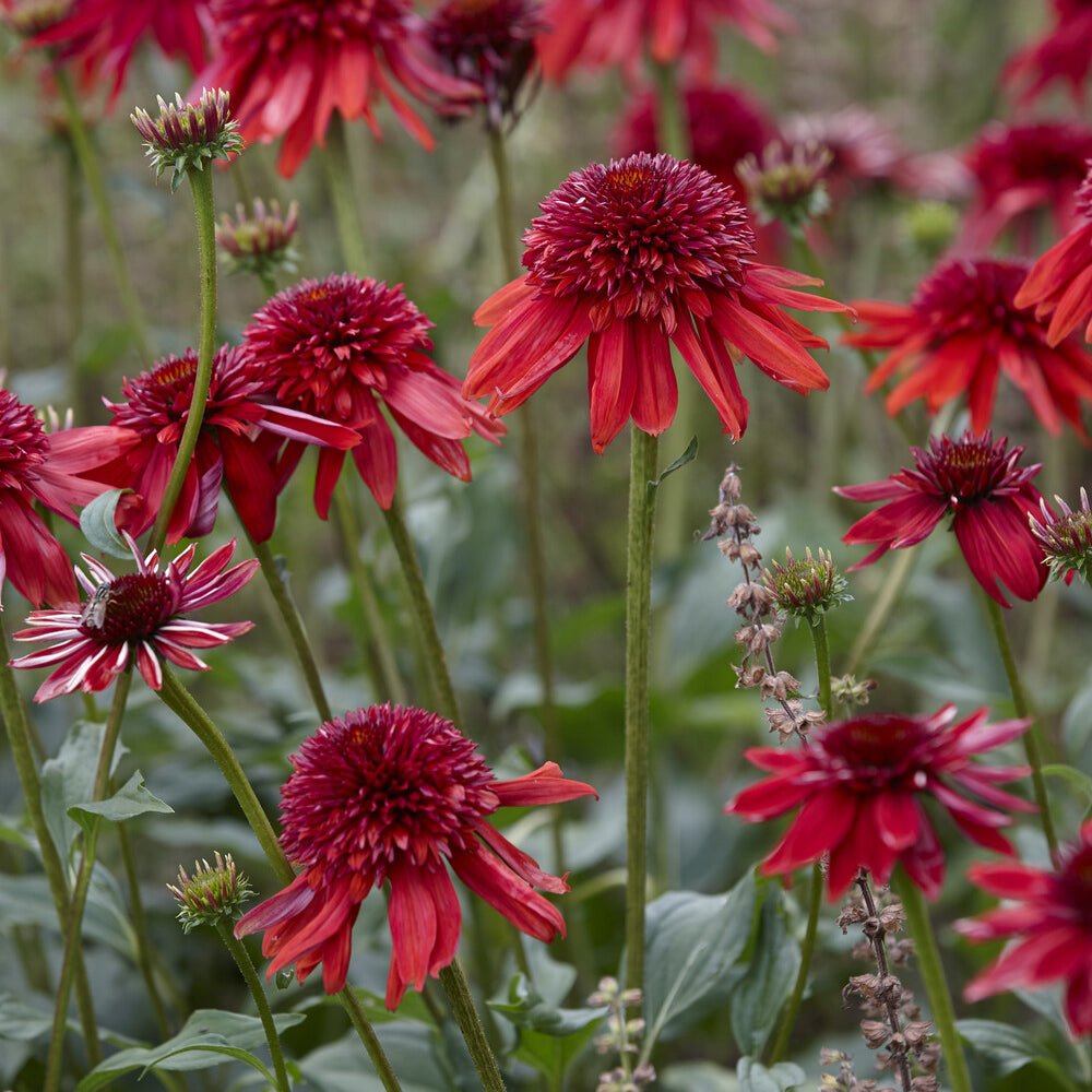 Echinacea Eccentric - Echinacea purpurea Eccentric - Willemse