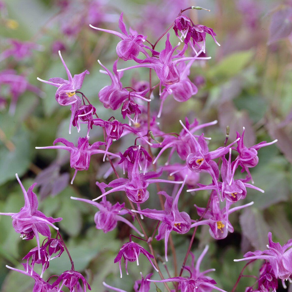 Epimedium - Elfenblume ‘Lilafee’ - Epimedium grandiflorum Lilafee