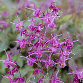 Epimedium - Elfenblume ‘Lilafee’ - Epimedium grandiflorum Lilafee