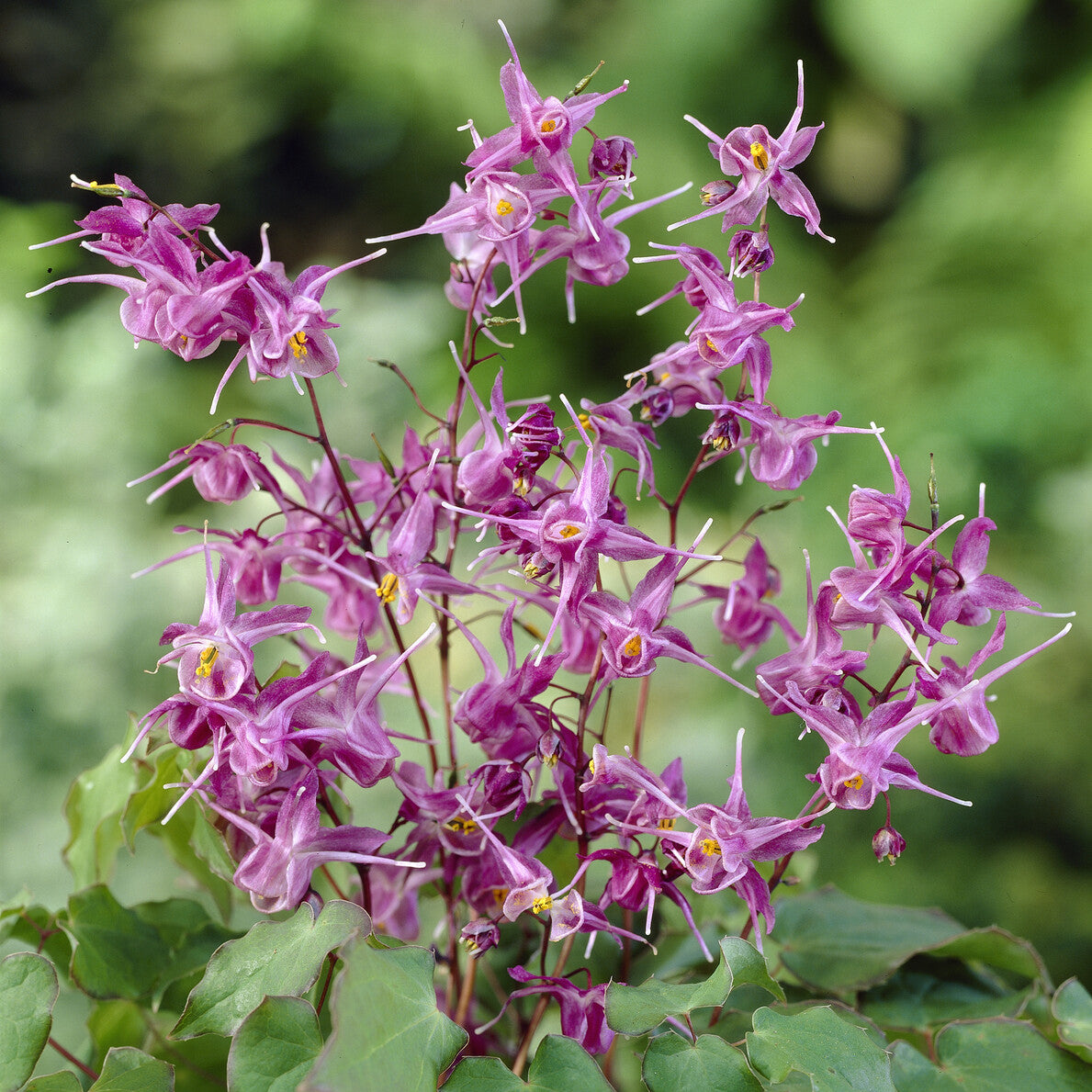 Elfenblume ‘Lilafee’ - Epimedium grandiflorum Lilafee - Willemse