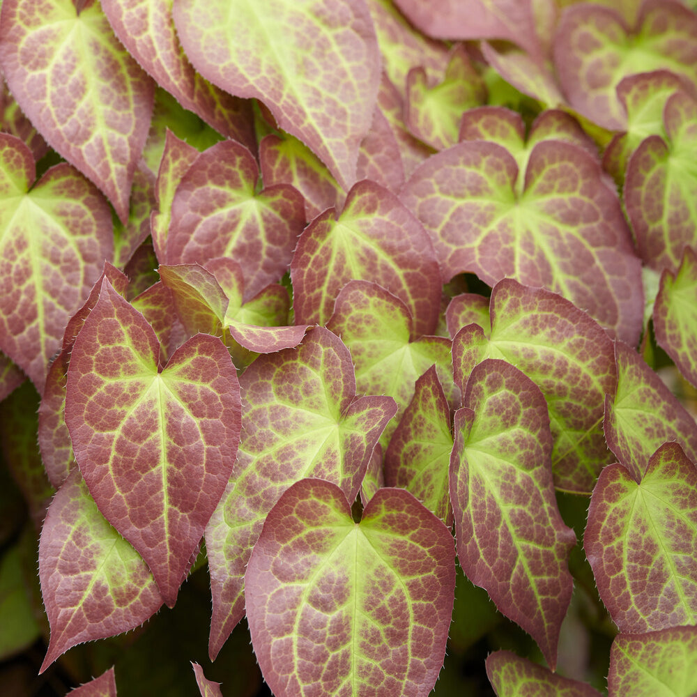 Rote Elfenblume - Epimedium rubrum - Willemse
