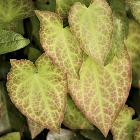 Verkauf Rote Elfenblume - Epimedium rubrum