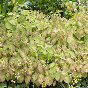 Elfenblume Sulphureum - Epimedium versicolor Sulphureum - Willemse