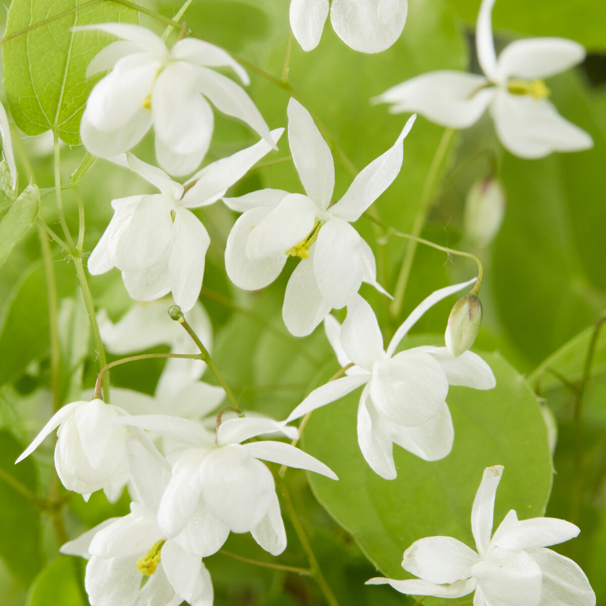 Elfenblume Niveum - Epimedium youngianum Niveum - Willemse