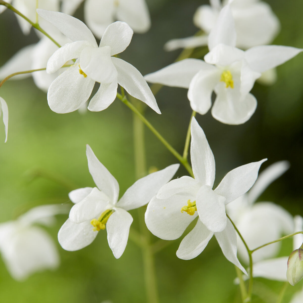 Elfenblume Niveum - Willemse
