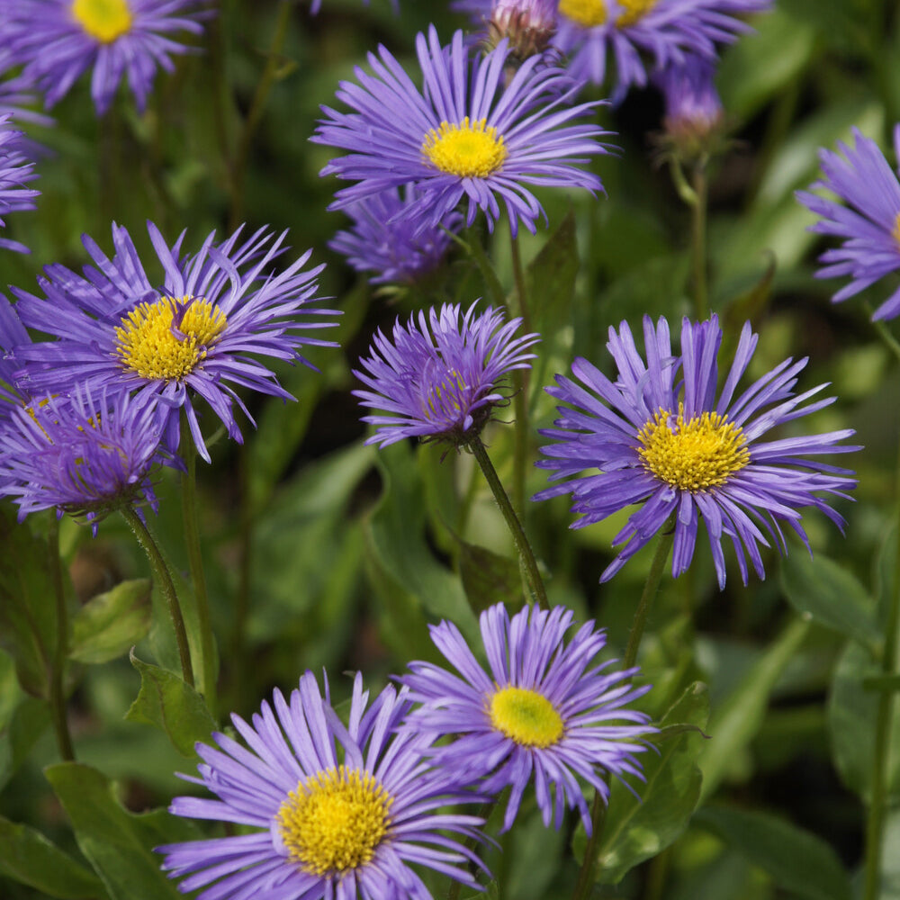 Spanisches Gänseblümchen ‘Dunkelste aller’ - Erigeron Dunkelste Aller - Willemse