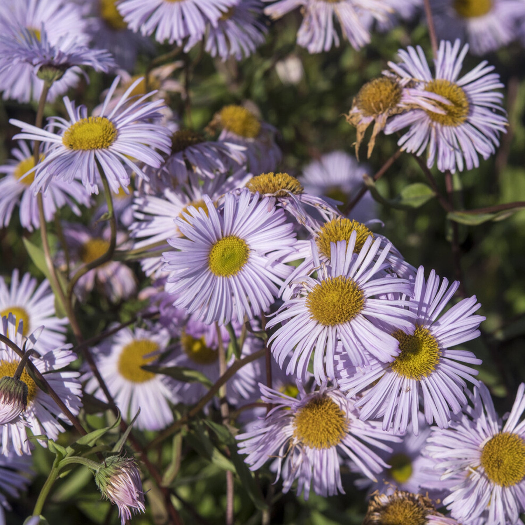 Spanisches Gänseblümchen ‘Quakeress’ - Willemse