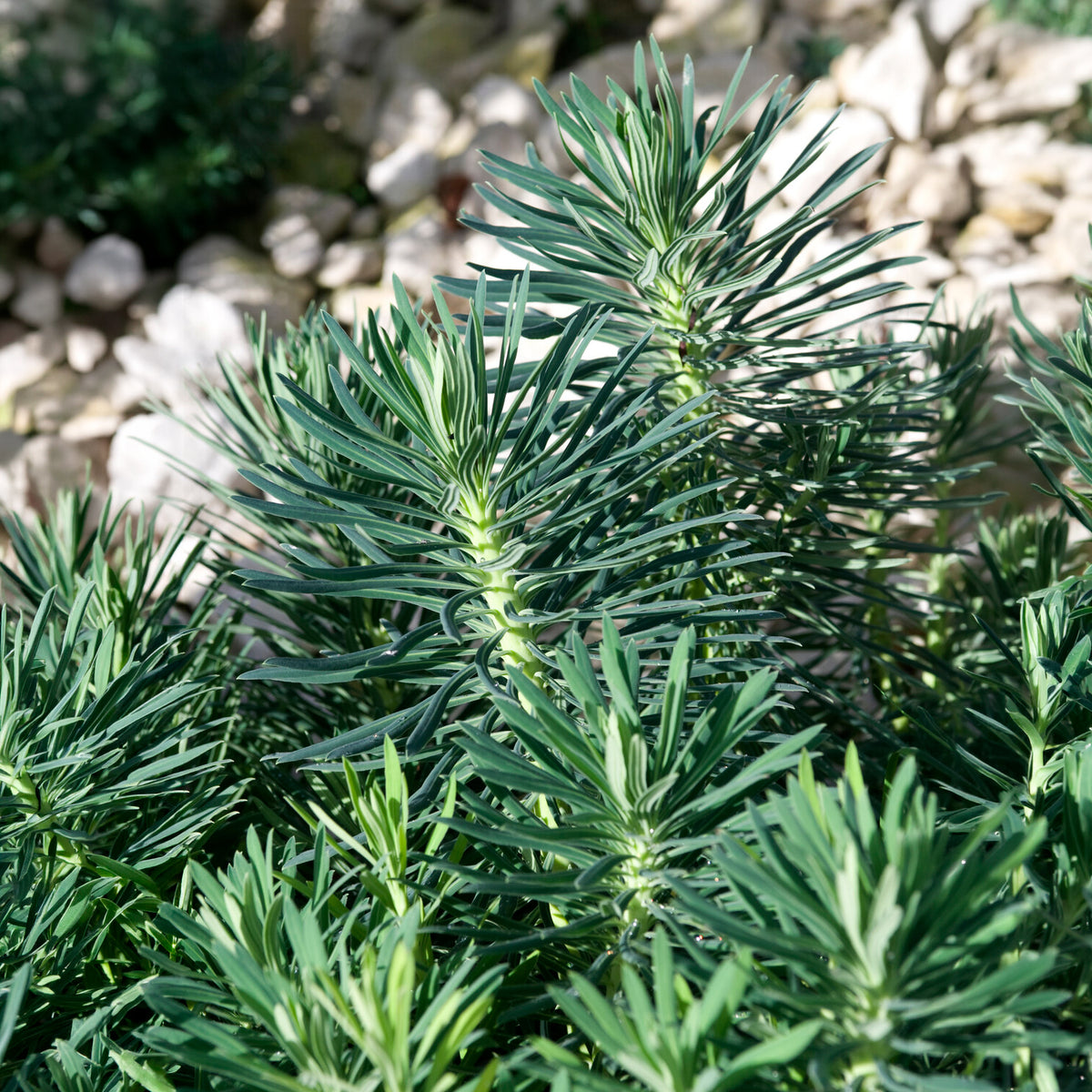 Walzen-Wolfsmilch ‘Blue Wonder’ - Euphorbia characias blue wonder - Willemse