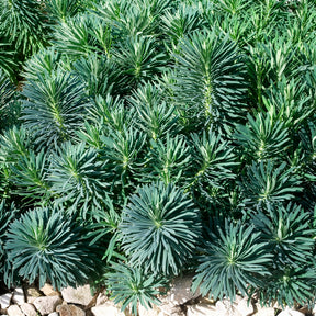 Wolfsmilch   - Walzen-Wolfsmilch ‘Blue Wonder’ - Euphorbia characias blue wonder