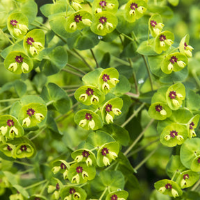 Martin-Wolfsmilch - Euphorbia martinii - Willemse