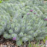 Verkauf Walzen-Wolfsmilch - Euphorbia myrsinites