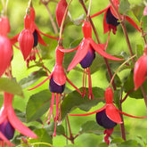 Fuchsien - Fuchsia Mrs. Popple - Fuchsia Mrs Popple