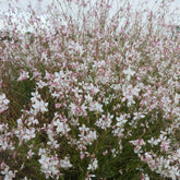 Gaura lindheimeri Short Form - Prachtkerze ‘Short Form’ - Gaura