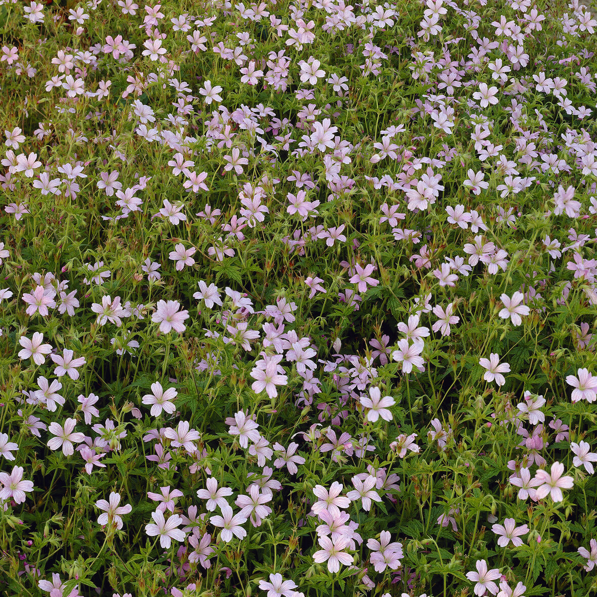 Endress-Storchschnabel - Geranium endressii - Willemse