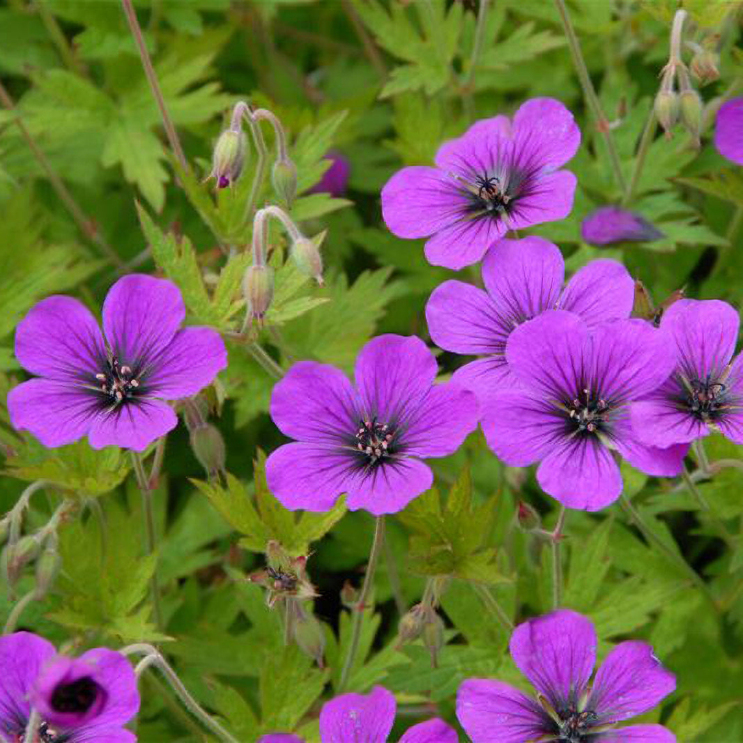 Geranium Ann Folkard - Willemse