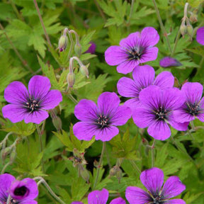 Geranium Ann Folkard - Willemse