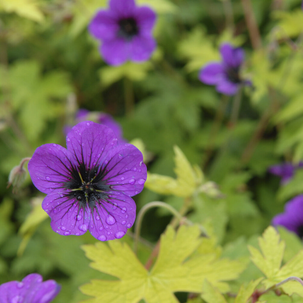 Geranium Ann Folkard - Geranium Ann Folkard - Willemse