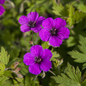 Geranium Anne Thomson - Willemse