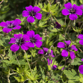 Geranien - Geranium Anne Thomson - Geranium Anne Thomson