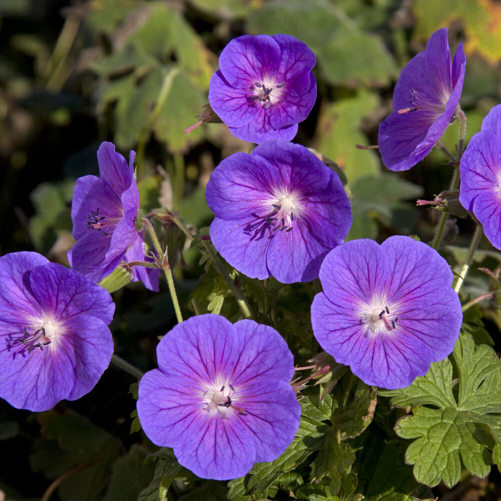 Mehrjährige Himalaya-Geranie Gravetye - Geranium himalayense Gravetye - Willemse