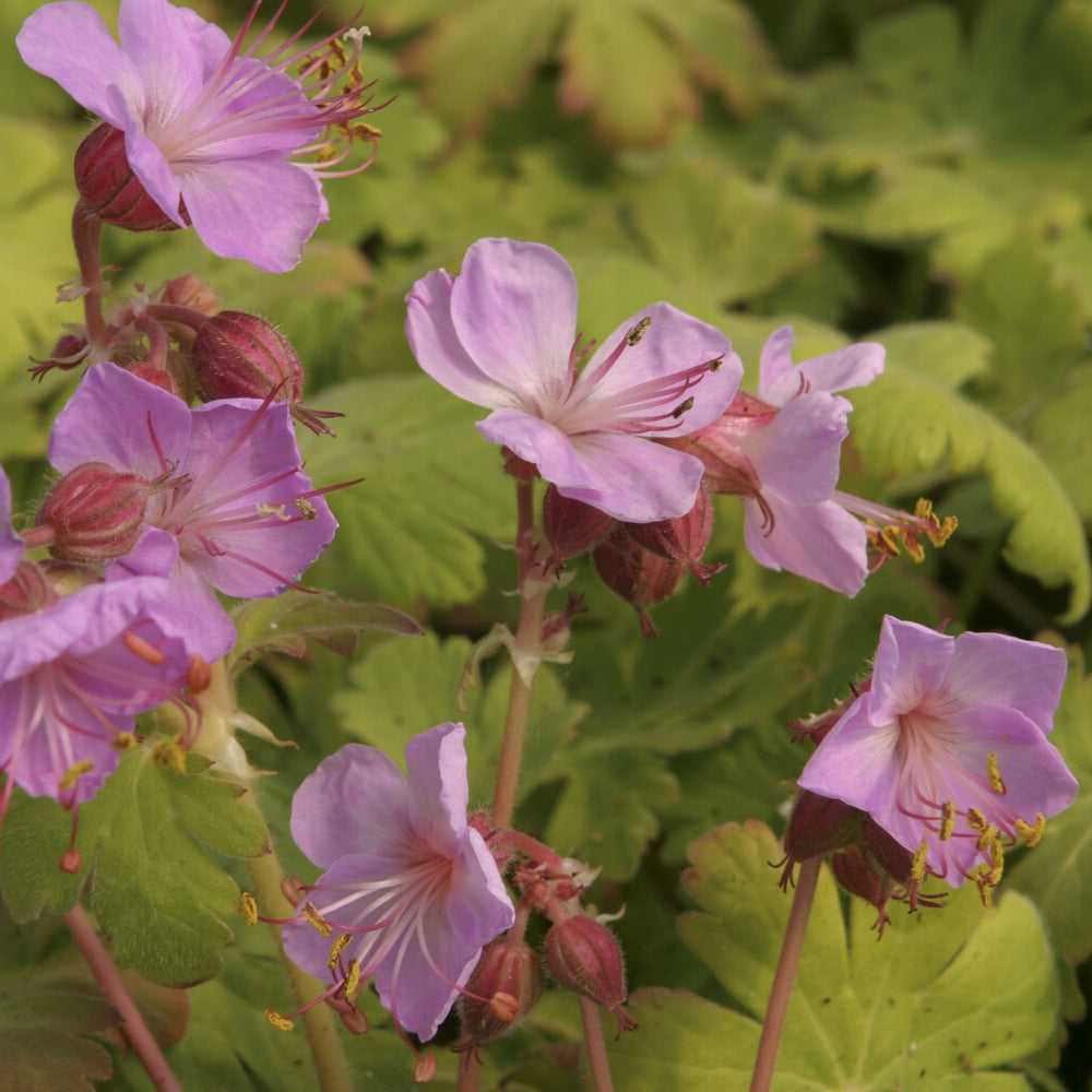 Balkan-Geranie Ingwersens Variety - Geranium macrorrhizum Ingwersen's Variety - Willemse