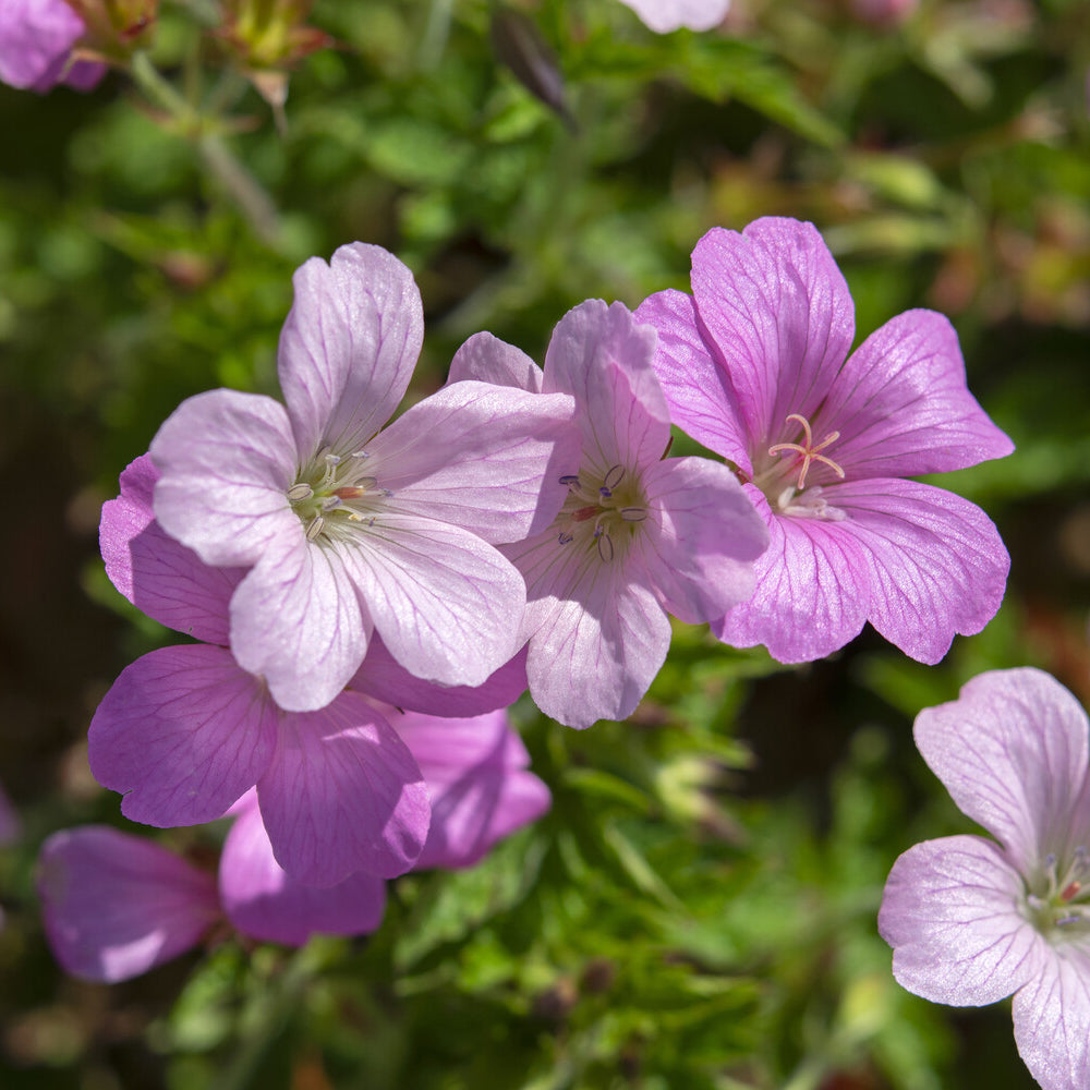 Storchschnabel ‘Rose Clair’