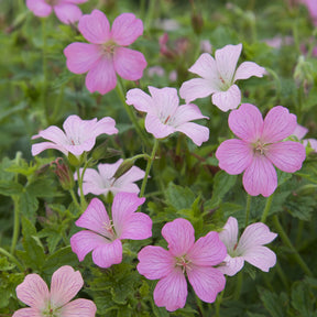 Storchschnabel ‘Rose Clair’ - Willemse