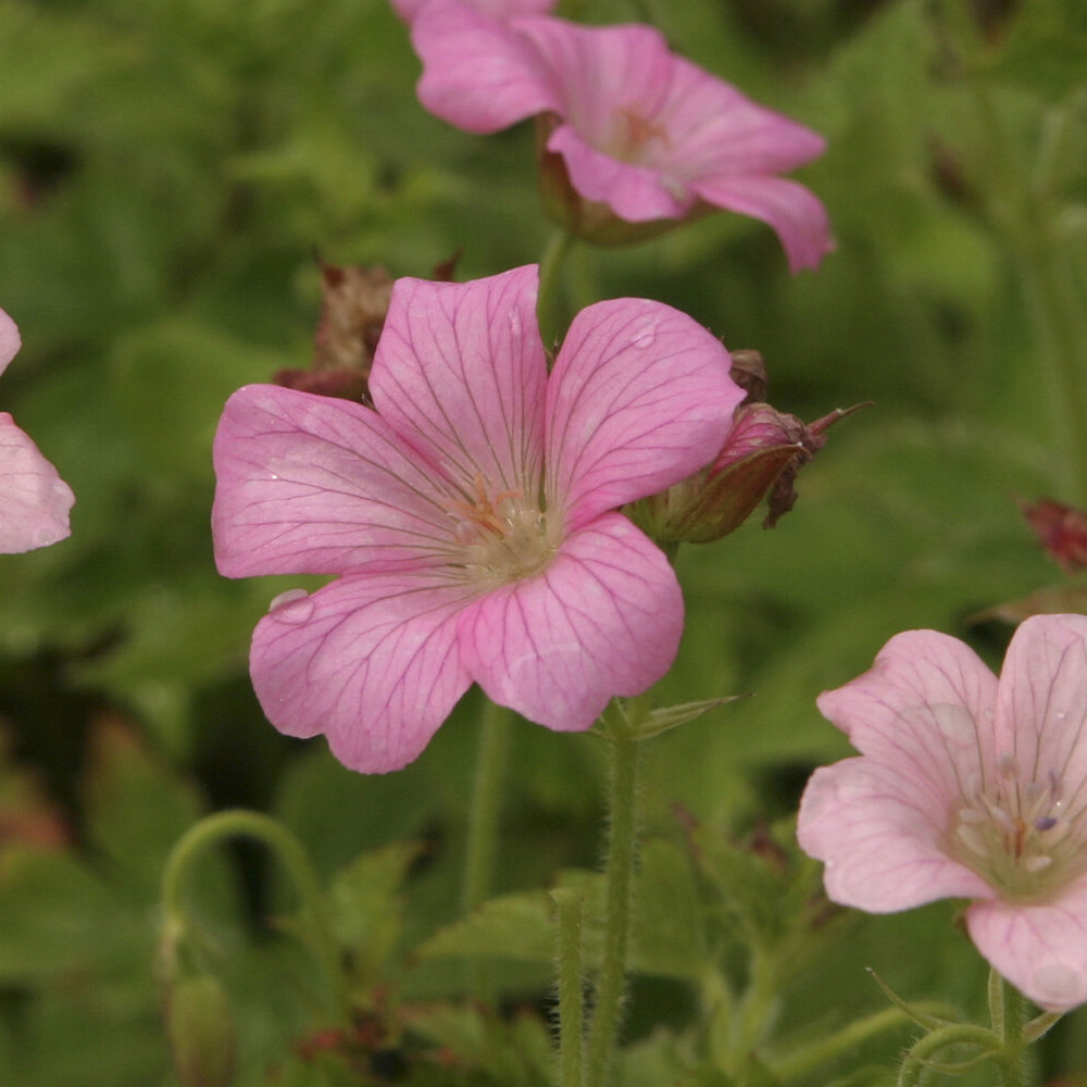 Storchschnabel ‘Rose Clair’ - Geranium oxonianum Rose Clair - Willemse