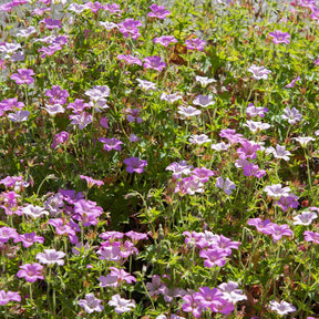 Geranien - Storchschnabel ‘Rose Clair’ - Geranium oxonianum Rose Clair