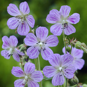 Wiesengeranie Mrs. Kendall Clark - Geranium pratense Mrs Kendall Clark - Willemse
