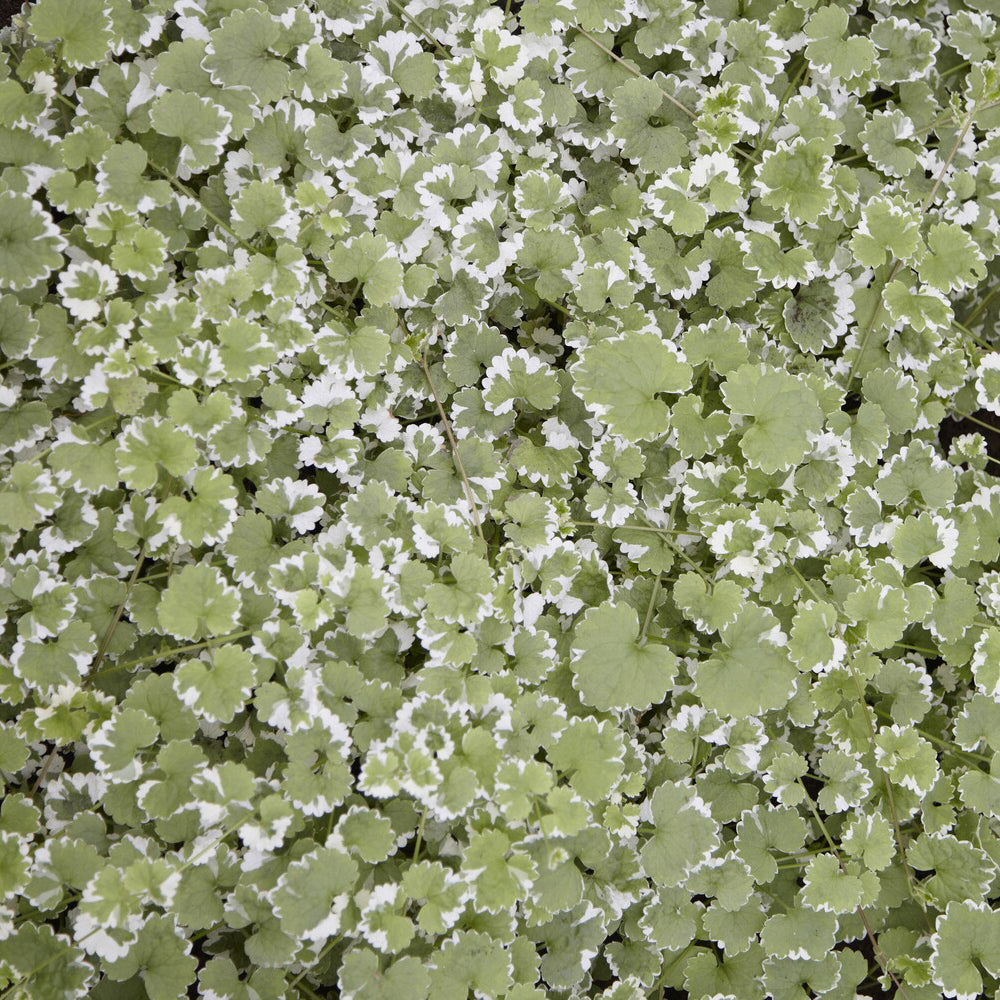 Gundermann 'Variegata' - Glechoma hederacea Variegata - Willemse