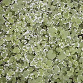 Gundermann 'Variegata' - Glechoma hederacea Variegata - Willemse