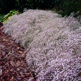 Gypsophila paniculata Rosenschleier - Kriechendes Schleierkraut 'Rosenschleier' - Gypsophila