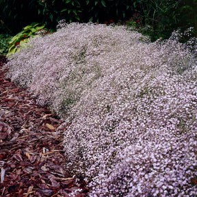 Gypsophila paniculata Rosenschleier - Kriechendes Schleierkraut 'Rosenschleier' - Gypsophila