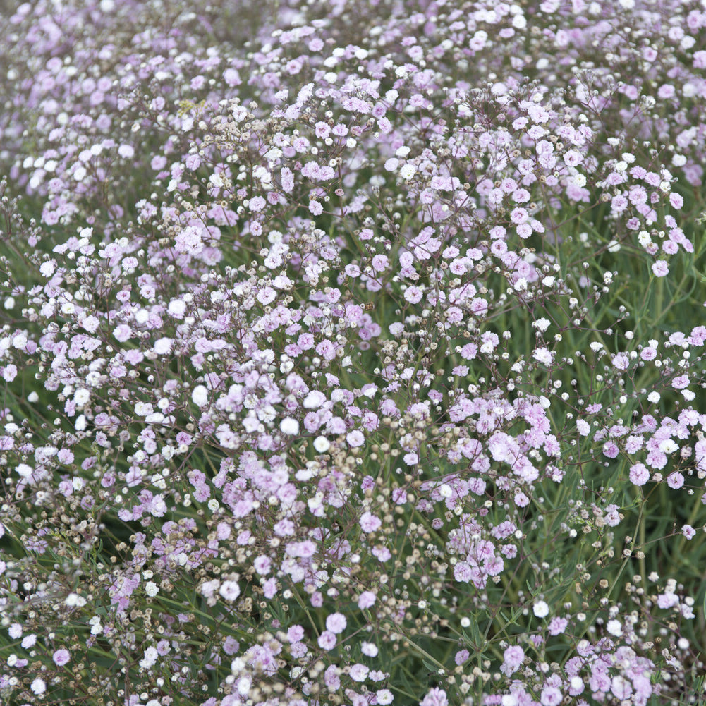 Kriechendes Schleierkraut 'Rosenschleier'