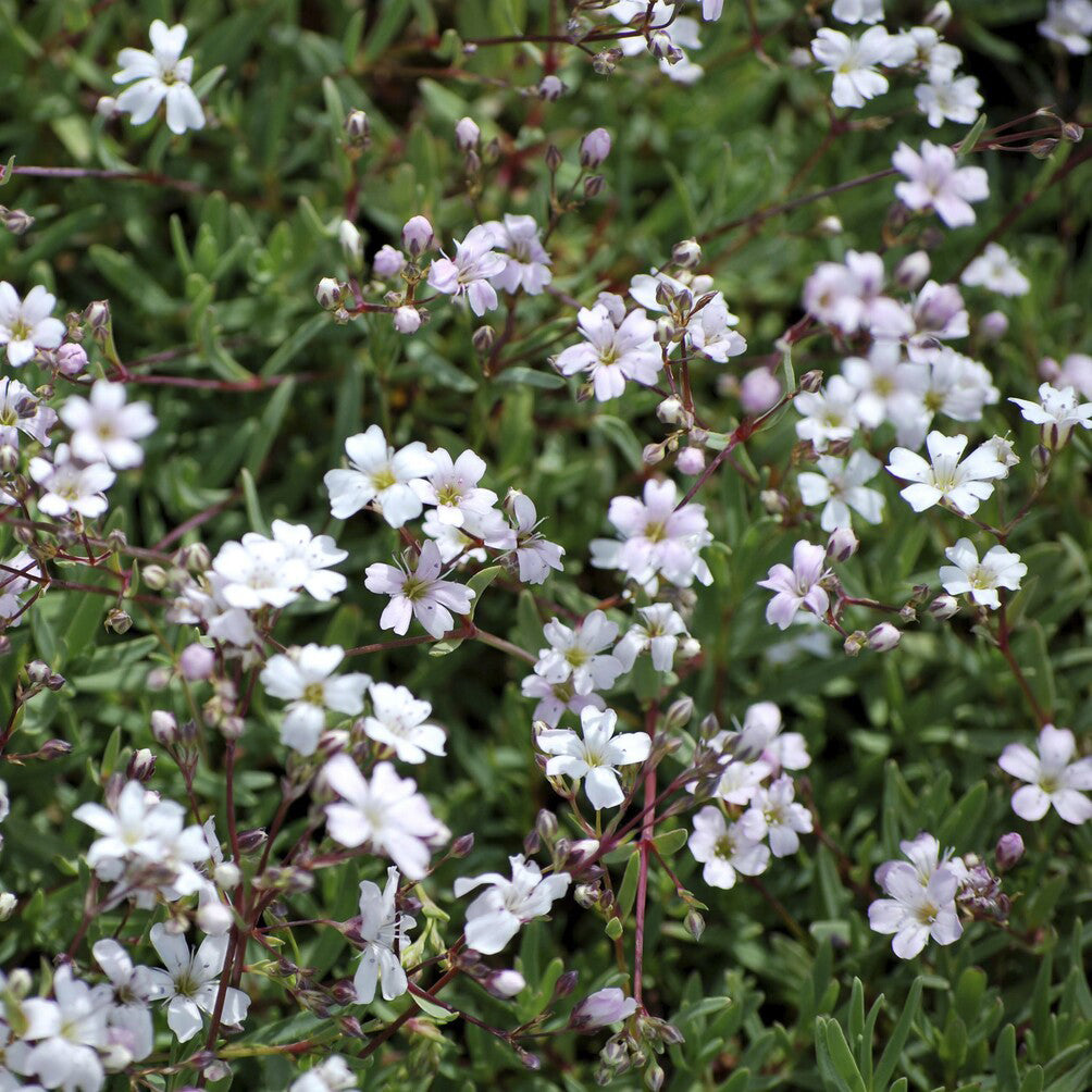 Kriechendes Schleierkraut 'Alba' - Willemse