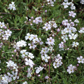 Kriechendes Schleierkraut 'Alba' - Willemse
