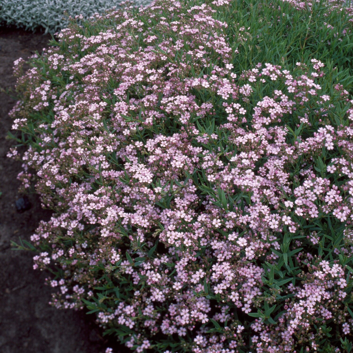 Kriechendes Schleierkraut 'Rosea' - Willemse