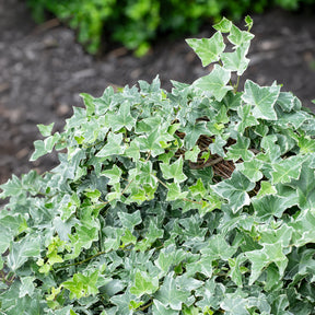 Weißgrüner Efeu 'Glacier' - Hedera helix Glacier - Willemse