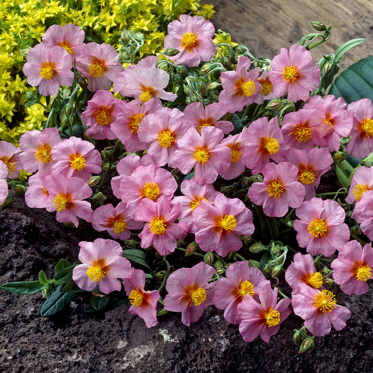 Sonnenröschen 'Lawrenson´s Pink' - Helianthemum Lawrenson's Pink - Willemse