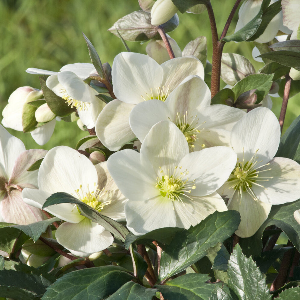 Hybrid-Helleborus Emma - Helleborus x nigercors Emma - Willemse