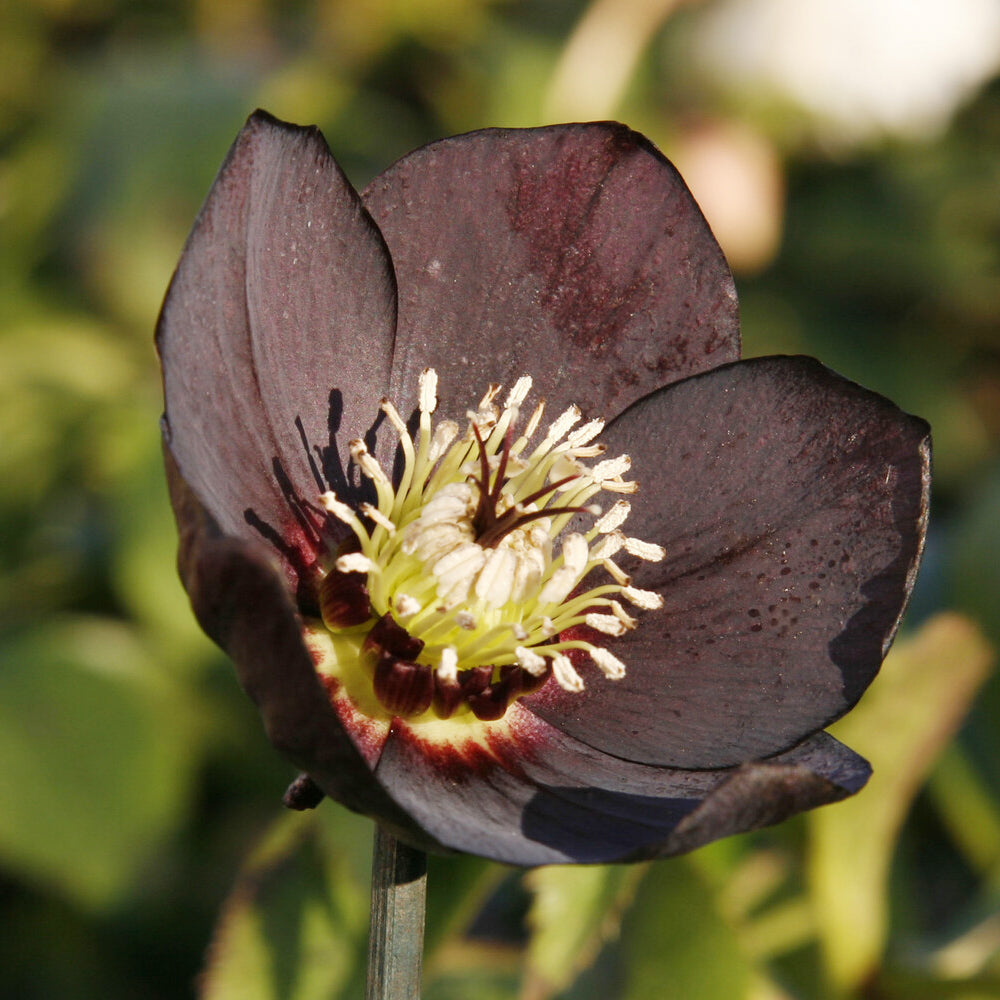 Lenzrose ‘Black’ - Helleborus orientalis Black - Willemse
