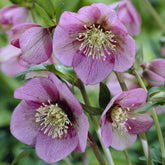 Stauden - Orientalische Nieswurz Pink Lady - Helleborus orientalis Pink Lady