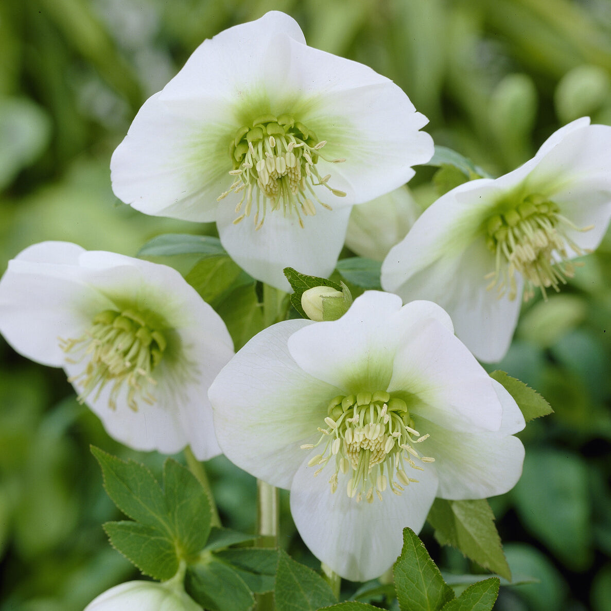 Lenzrose ‘White Lady’ - Helleborus orientalis White Lady - Willemse