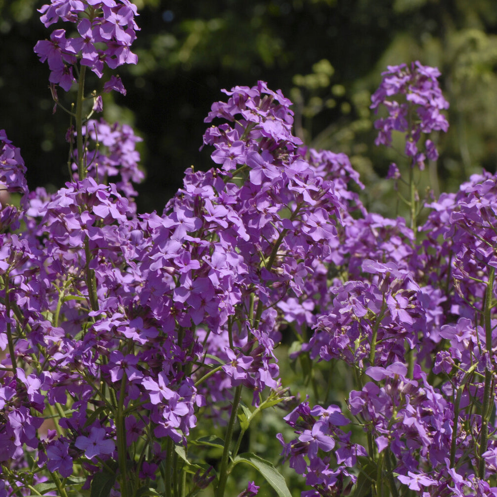 Nachtviole - Hesperis matronalis - Willemse