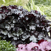 Heuchera Black Pearl - Willemse