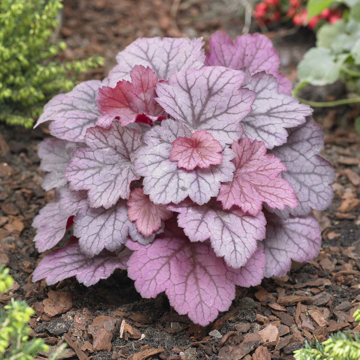 Heuchera Georgia Plum - Willemse
