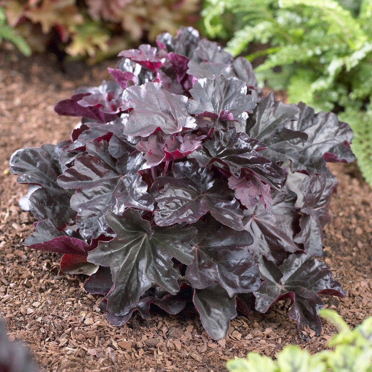 Heuchera Obsidian - Willemse