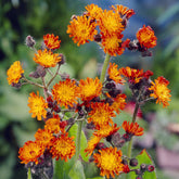 Stauden - Orangerotes Habichtskraut - Hieracium aurantiacum