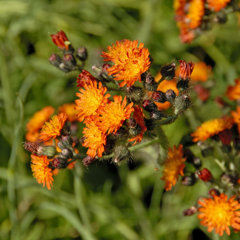 Orangerotes Habichtskraut - Hieracium aurantiacum - Willemse